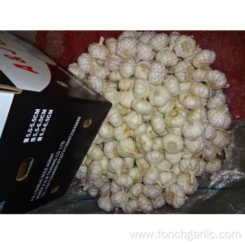 Crop 2019 Fresh Pure White Garlic